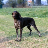 Picture of german short haired pointer
