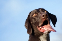 Picture of German Shorthaired Pointer against blue sky