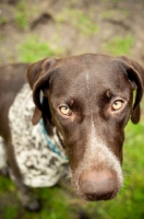 Picture of German Shorthaired Pointer begging