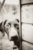 Picture of German Shorthaired Pointer behind shed