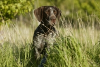 Picture of German Shorthaired Pointer behind long grass