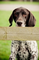 Picture of German Shorthaired Pointer behind fence