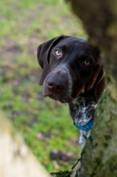 Picture of German Shorthaired Pointer behind tree