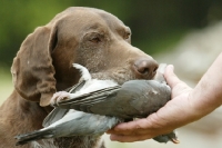 Picture of German Shorthaired Pointer bringing back pigeon