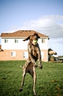 Picture of german shorthaired pointer catching ball