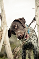 Picture of German Shorthaired Pointer chewing branches