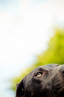 Picture of German Shorthaired Pointer close up