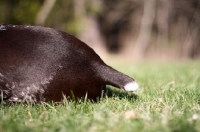 Picture of German Shorthaired Pointer docked tail
