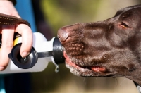 Picture of German Shorthaired Pointer drinking from water bottle