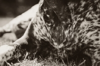 Picture of German Shorthaired Pointer (GSP) coat close up