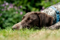 Picture of German Shorthaired Pointer (GSP) lying on grass