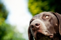 Picture of German Shorthaired Pointer (GSP)