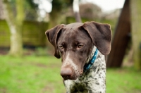 Picture of German Shorthaired Pointer (GSP), looking down
