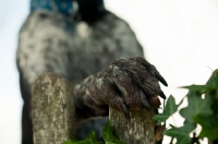 Picture of German Shorthaired Pointer (GSP) resting paw on wood