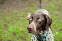 Picture of German Shorthaired Pointer (GSP)