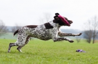 Picture of German Shorthaired Pointer (GSP)