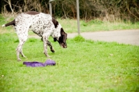 Picture of German Shorthaired Pointer (GSP) walking outside