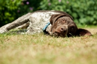 Picture of German Shorthaired Pointer (GSP) lying on grass