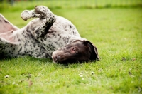 Picture of German Shorthaired Pointer (GSP) rolling