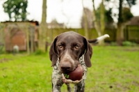 Picture of German Shorthaired Pointer (GSP) with ball