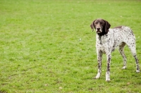 Picture of German Shorthaired Pointer (GSP) standing on grass