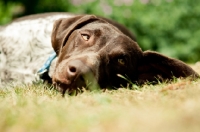 Picture of German Shorthaired Pointer (GSP) resting on grass