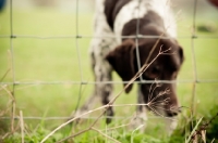 Picture of German Shorthaired Pointer (GSP) behind fence