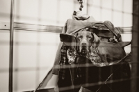 Picture of German Shorthaired Pointer (GSP) sitting on chair with confused expression in a pen.