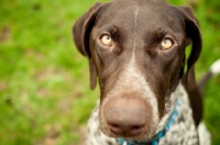 Picture of German Shorthaired Pointer (GSP) begging
