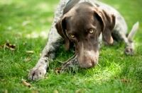 Picture of German Shorthaired Pointer (GSP) chewing