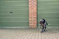 Picture of German Shorthaired Pointer (GSP) on parking place