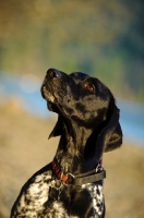 Picture of German Shorthaired Pointer, head study