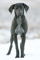 Picture of German Shorthaired Pointer in snow