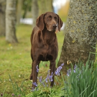Picture of German Shorthaired Pointer in spring