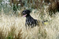 Picture of german shorthaired pointer in long grass