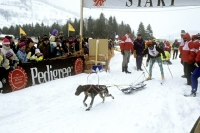 Picture of german shorthaired pointer in pulka race at sled dog races in austria