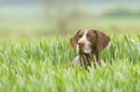 Picture of German Shorthaired Pointer in high grass