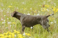 Picture of German Shorthaired Pointer in field