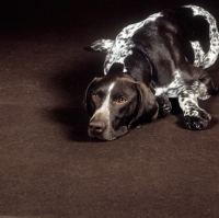 Picture of german shorthaired pointer in studio