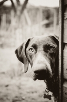 Picture of German Shorthaired Pointer in black and white