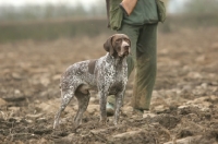 Picture of German Shorthaired Pointer in field with man