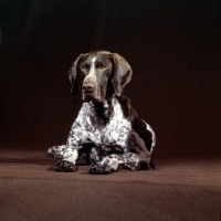 Picture of german shorthaired pointer in the studio
