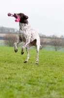 Picture of German Shorthaired Pointer jumping with toy