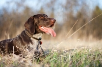 Picture of German Shorthaired Pointer laying in field