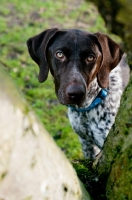 Picture of German Shorthaired Pointer looking through tree
