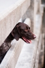 Picture of German Shorthaired Pointer looking over bridge
