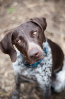 Picture of German Shorthaired Pointer looking at camera
