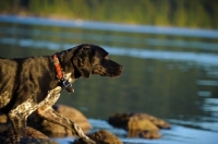 Picture of German Shorthaired Pointer looking over water