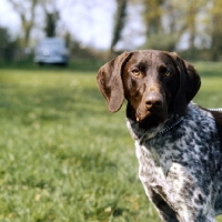 Picture of german shorthaired pointer looking at camera, portrait