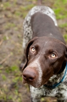 Picture of German Shorthaired Pointer looking towards camera